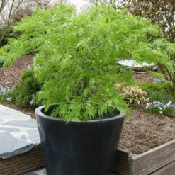 Acer Palmatum Dissectum - Stam 55-65 Cm - Totale Hoogte 100-120 Cm - Pot 15 Ltr -Aanbiedingen Boom Licht Winkel 1991666448