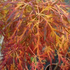 Acer Palmatum Dissectum - Stam 55-65 Cm - Totale Hoogte 100-120 Cm - Pot 15 Ltr -Aanbiedingen Boom Licht Winkel 1991666451