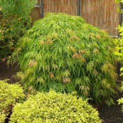 Acer Palmatum Dissectum - Stam 55-65 Cm - Totale Hoogte 100-120 Cm - Pot 15 Ltr -Aanbiedingen Boom Licht Winkel 1991666454