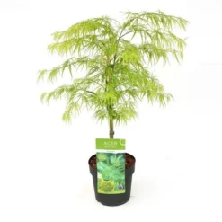 Acer Palmatum Dissectum - Totale Hoogte 60-80 Cm - Pot 3 Ltr