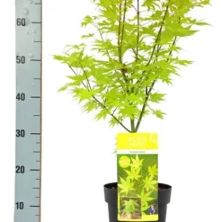 Acer Palmatum Summer Gold - Totale Hoogte 60-80 Cm - Pot 3 Ltr -Aanbiedingen Boom Licht Winkel 1991666694