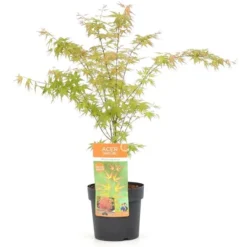 Acer Palmatum Wilson's Pink Dwarf - Totale Hoogte 50-70 Cm - Pot 3 Ltr