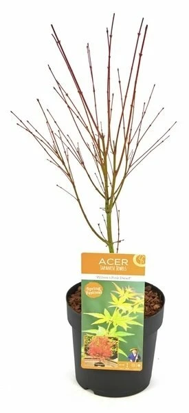 Acer Palmatum Wilson's Pink Dwarf - Totale Hoogte 50-70 Cm - Pot 3 Ltr 2 Acer Palmatum Wilson's Pink Dwarf - Totale Hoogte 50-70 Cm - Pot 3 Ltr - Afbeelding 2