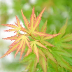 Acer Palmatum Wilson's Pink Dwarf - Totale Hoogte 50-70 Cm - Pot 3 Ltr 6 Acer Palmatum Wilson's Pink Dwarf - Totale Hoogte 50-70 Cm - Pot 3 Ltr -Aanbiedingen Boom Licht Winkel 1991666721