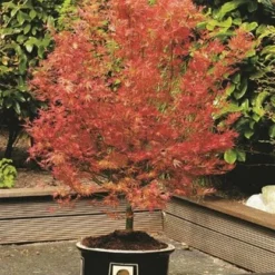 Acer Palmatum Wilson's Pink Dwarf - Totale Hoogte 50-70 Cm - Pot 3 Ltr 7 Acer Palmatum Wilson's Pink Dwarf - Totale Hoogte 50-70 Cm - Pot 3 Ltr -Aanbiedingen Boom Licht Winkel 1991666724