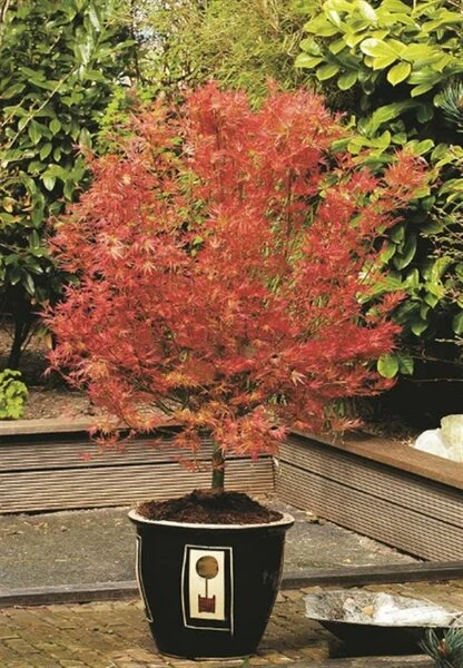 Acer Palmatum Wilson's Pink Dwarf - Totale Hoogte 50-70 Cm - Pot 3 Ltr 4 Acer Palmatum Wilson's Pink Dwarf - Totale Hoogte 50-70 Cm - Pot 3 Ltr - Afbeelding 4