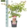 Acer Palmatum Beni-maiko - Totale Hoogte 50-60 Cm - Pot 3 Ltr