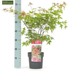 Acer Palmatum Beni-maiko - Totale Hoogte 50-60 Cm - Pot 3 Ltr