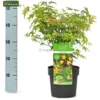 Acer Palmatum Little Princess - Totale Hoogte 50-60 Cm - Pot 3 Ltr