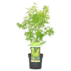 Acer Palmatum Seiryu - Totale Hoogte 50-60 Cm - Pot 3 Ltr -Aanbiedingen Boom Licht Winkel 1991666784