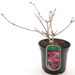 Sambucus Nigra Thundercloud - Pot Ø 19 Cm