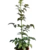 Sambucus Nigra Black Tower - Totale Hoogte 80-100 Cm - Pot Ø 19 Cm