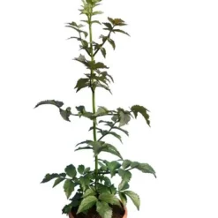 Sambucus Nigra Black Tower - Totale Hoogte 80-100 Cm - Pot Ø 19 Cm