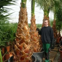 Washingtonia Robusta - Stam 50+ Cm - Totale Hoogte 160+ Cm - Pot Ø 45 Cm [pallet] -Aanbiedingen Boom Licht Winkel 1991667435