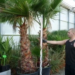 Washingtonia Robusta - Stam 50+ Cm - Totale Hoogte 160+ Cm - Pot Ø 45 Cm [pallet] -Aanbiedingen Boom Licht Winkel 1991667438