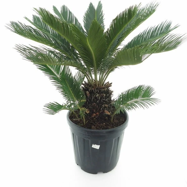 Cycas Revoluta - Stam 20-30 Cm - Totale Hoogte 90-110 Cm - Pot Ø 35 Cm 1 Cycas Revoluta - Stam 20-30 Cm - Totale Hoogte 90-110 Cm - Pot Ø 35 Cm