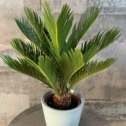 Cycas Revoluta - Stam 20-30 Cm - Totale Hoogte 90-110 Cm - Pot Ø 35 Cm 8 Cycas Revoluta - Stam 20-30 Cm - Totale Hoogte 90-110 Cm - Pot Ø 35 Cm -Aanbiedingen Boom Licht Winkel 1991667612