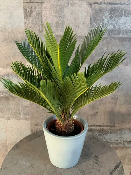 Cycas Revoluta - Stam 20-30 Cm - Totale Hoogte 90-110 Cm - Pot Ø 35 Cm 3 Cycas Revoluta - Stam 20-30 Cm - Totale Hoogte 90-110 Cm - Pot Ø 35 Cm - Afbeelding 3