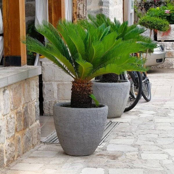 Cycas Revoluta - Stam 20-30 Cm - Totale Hoogte 90-110 Cm - Pot Ø 35 Cm 4 Cycas Revoluta - Stam 20-30 Cm - Totale Hoogte 90-110 Cm - Pot Ø 35 Cm - Afbeelding 4