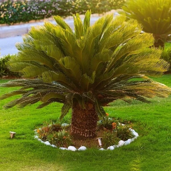 Cycas Revoluta - Stam 20-30 Cm - Totale Hoogte 90-110 Cm - Pot Ø 35 Cm 5 Cycas Revoluta - Stam 20-30 Cm - Totale Hoogte 90-110 Cm - Pot Ø 35 Cm - Afbeelding 5