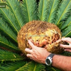 Cycas Revoluta - Stam 20-30 Cm - Totale Hoogte 90-110 Cm - Pot Ø 35 Cm 11 Cycas Revoluta - Stam 20-30 Cm - Totale Hoogte 90-110 Cm - Pot Ø 35 Cm -Aanbiedingen Boom Licht Winkel 1991667621