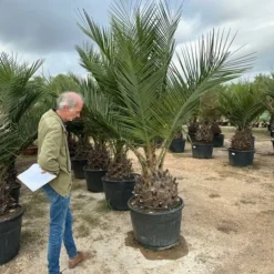 Jubaea Chilensis - Dikke Stam 60-70 Cm - Totale Hoogte 200+ Cm - Pot 160 Ltr [pallet] -Aanbiedingen Boom Licht Winkel 1991667801