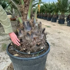 Jubaea Chilensis - Dikke Stam 60-70 Cm - Totale Hoogte 200+ Cm - Pot 160 Ltr [pallet] -Aanbiedingen Boom Licht Winkel 1991667804