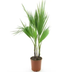 Washingtonia Robusta Multitrunk - Totale Hoogte 80-100 Cm - Pot Ø 22 Cm