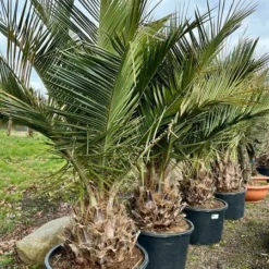Jubaea Chilensis - Dikke Stam 40-50 Cm - Totale Hoogte 200+ Cm - Pot 160 Ltr [pallet] -Aanbiedingen Boom Licht Winkel 1991668050