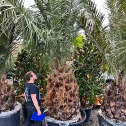 Jubaea Chilensis - Stam 140-160 Cm - Totale Hoogte 300+ Cm - Pot Ø 110 Cm [pallet]