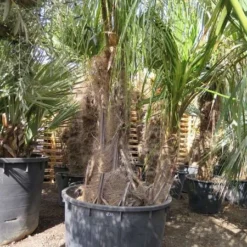 Parajubaea Torallyi Var. Torallyi - Doubletrunk - Stam 110-130 Cm - Totale Hoogte 250+ Cm - Pot Ø 90 Cm [pallet]