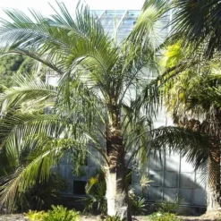 Parajubaea Torallyi Var. Torallyi - Doubletrunk - Stam 110-130 Cm - Totale Hoogte 250+ Cm - Pot Ø 90 Cm [pallet] -Aanbiedingen Boom Licht Winkel 1991668125