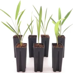 Winterharde Palmen - Set Van 7