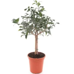 Citrus Aurantium Bizarria - Pot Ø 24 Cm