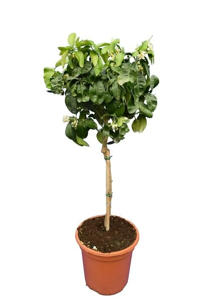 Citrus Paradisi Rood - Stam 15-25 Cm - Totale Hoogte 50-60 Cm - Pot 11 X 11 Cm 2 Citrus Paradisi Rood - Stam 15-25 Cm - Totale Hoogte 50-60 Cm - Pot 11 X 11 Cm - Afbeelding 2