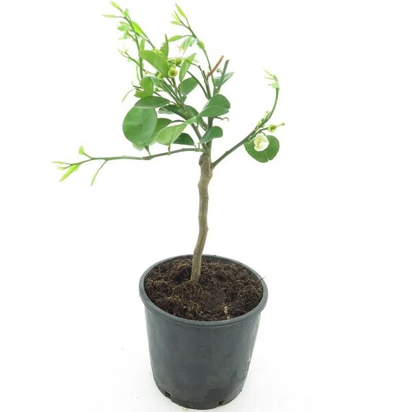 Citrus Paradisi Geel - Stam 15-25 Cm - Totale Hoogte 40-50 Cm - Pot Ø 16 Cm 2 Citrus Paradisi Geel - Stam 15-25 Cm - Totale Hoogte 40-50 Cm - Pot Ø 16 Cm - Afbeelding 2