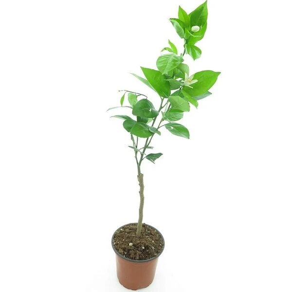 Citrus Sinensis - Stam 15-25 Cm - Totale Hoogte 50-60 Cm - Pot Ø 13 Cm 3 Citrus Sinensis - Stam 15-25 Cm - Totale Hoogte 50-60 Cm - Pot Ø 13 Cm - Afbeelding 3
