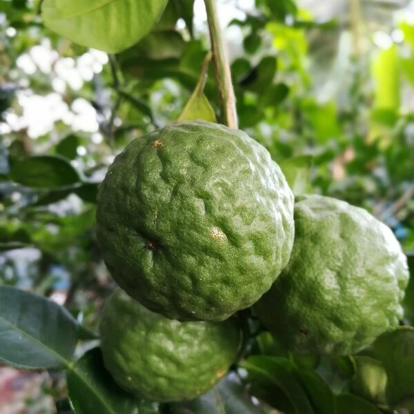 Citrus Hystrix - Totale Hoogte 60-80 Cm - Pot Ø 23 Cm 1 Citrus Hystrix - Totale Hoogte 60-80 Cm - Pot Ø 23 Cm