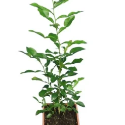 Citrus Hystrix - Totale Hoogte 60-80 Cm - Pot Ø 23 Cm 5 Citrus Hystrix - Totale Hoogte 60-80 Cm - Pot Ø 23 Cm -Aanbiedingen Boom Licht Winkel 1991670282