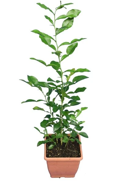 Citrus Hystrix - Totale Hoogte 60-80 Cm - Pot Ø 23 Cm 3 Citrus Hystrix - Totale Hoogte 60-80 Cm - Pot Ø 23 Cm - Afbeelding 3
