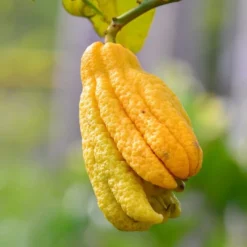 Citrus Medica Var. Sarcodactylis Digitata - Totale Hoogte 80-100 Cm - Pot Ø 23 Cm