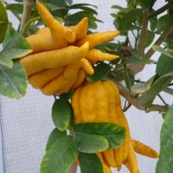 Citrus Medica Var. Sarcodactylis Digitata - Totale Hoogte 80-100 Cm - Pot Ø 23 Cm 7 Citrus Medica Var. Sarcodactylis Digitata - Totale Hoogte 80-100 Cm - Pot Ø 23 Cm -Aanbiedingen Boom Licht Winkel 1991670318