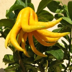 Citrus Medica Var. Sarcodactylis Digitata - Totale Hoogte 80-100 Cm - Pot Ø 23 Cm 8 Citrus Medica Var. Sarcodactylis Digitata - Totale Hoogte 80-100 Cm - Pot Ø 23 Cm -Aanbiedingen Boom Licht Winkel 1991670321