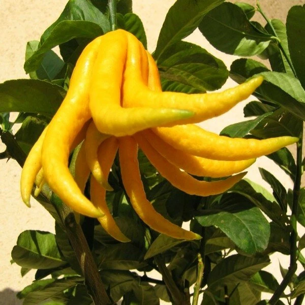 Citrus Medica Var. Sarcodactylis Digitata - Totale Hoogte 80-100 Cm - Pot Ø 23 Cm 4 Citrus Medica Var. Sarcodactylis Digitata - Totale Hoogte 80-100 Cm - Pot Ø 23 Cm - Afbeelding 4