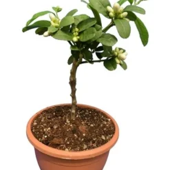 Citrus Medica Var. Sarcodactylis Digitata - Totale Hoogte 80-100 Cm - Pot Ø 23 Cm 9 Citrus Medica Var. Sarcodactylis Digitata - Totale Hoogte 80-100 Cm - Pot Ø 23 Cm -Aanbiedingen Boom Licht Winkel 1991670324