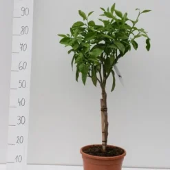 Citrus Paradisi - Stam 30-40 Cm - Totale Hoogte 80-100 Cm - Pot Ø 24 Cm -Aanbiedingen Boom Licht Winkel 1991670372