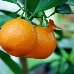 Citrus Mitis Calamondine - Stam 30-40 Cm - Totale Hoogte 70-100 Cm - Pot Ø 22 Cm