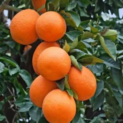 Citrus Sinensis - Pot 2 Ltr -Aanbiedingen Boom Licht Winkel 1991670435