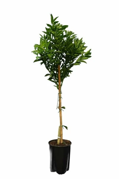 Citrus Reticulata - Totale Hoogte 140-160 Cm - Pot Ø 26 Cm 2 Citrus Reticulata - Totale Hoogte 140-160 Cm - Pot Ø 26 Cm - Afbeelding 2