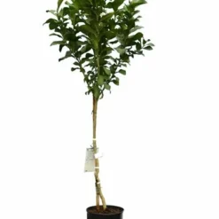 Citrus Limon - Totale Hoogte 150-170 Cm - Ø 26 Cm Pot -Aanbiedingen Boom Licht Winkel 1991670501